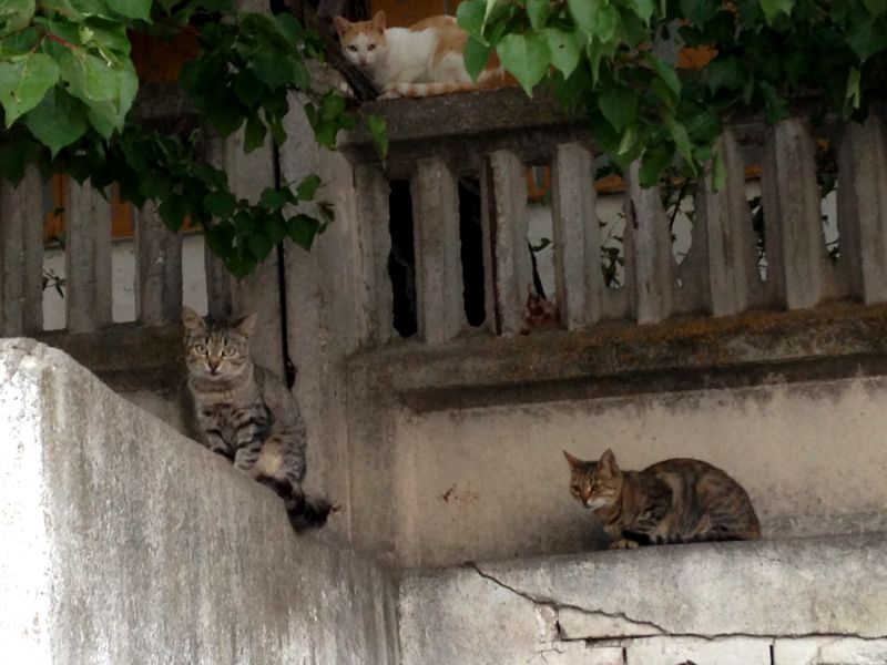 Котики в Крыму